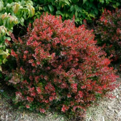 Sunjoy® Mini Salsa Barberry -Green Haven Shop berberis sunjoy mini salsa barberry 3