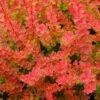 Sunjoy® Tangelo™ Barberry -Green Haven Shop berberis sunjoy tangelo barberry 1