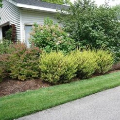 Cesky Gold® Dwarf Birch -Green Haven Shop betula cesky gold 1 P sw