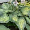 Shadowland® 'Sound Of Music' Hosta 2 Shadowland® 'Sound Of Music' Hosta -Green Haven Shop bf40626f1efc908c33bfc522d6f2feaf