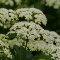 Blue Muffin® Arrowwood Viburnum -Green Haven Shop bluemuffin2