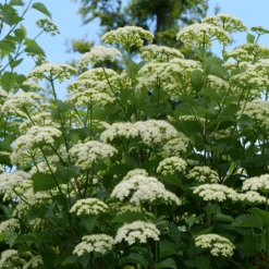 Blue Muffin® Arrowwood Viburnum -Green Haven Shop bluemuffin4