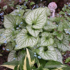'Jack Frost' Siberian Bugloss -Green Haven Shop brunnera jack frost 1