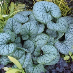 'Jack Frost' Siberian Bugloss -Green Haven Shop brunnera jack frost 2