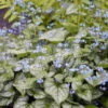 'Jack Frost' Siberian Bugloss -Green Haven Shop brunnera jack frost 3