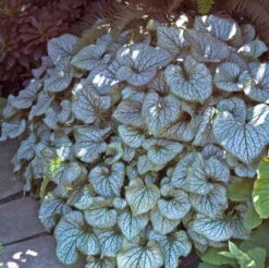 'Jack Frost' Siberian Bugloss -Green Haven Shop brunnera jack frost 5