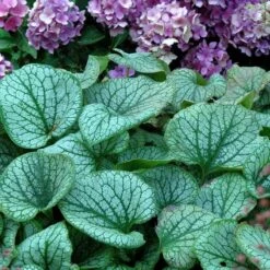 'Jack Frost' Siberian Bugloss -Green Haven Shop brunnera jack frost 6