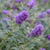Lo & Behold® 'Blue Chip' Butterfly Bush -Green Haven Shop buddleia lo behold blue chip 1 L