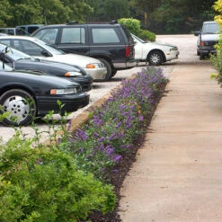 Lo & Behold® 'Blue Chip' Butterfly Bush -Green Haven Shop buddleia lo behold blue chip 2 P
