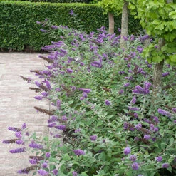 Lo & Behold® 'Blue Chip' Butterfly Bush -Green Haven Shop buddleia lo behold blue chip 6 P
