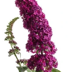 'Miss Molly' Butterfly Bush -Green Haven Shop buddleia miss molly butterfly bush 2