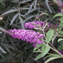 'Miss Ruby' Butterfly Bush -Green Haven Shop buddleia miss ruby 4 P
