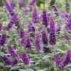 'Miss Violet' Butterfly Bush -Green Haven Shop buddleia miss violet 2 P