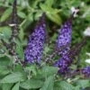 Pugster Blue® Butterfly Bush -Green Haven Shop buddleia pugster blue butterfly bush 1