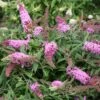 Pugster Pink® Butterfly Bush 1 Pugster Pink® Butterfly Bush -Green Haven Shop buddleia pugster pink butterfly bush 2