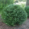 North Star® Boxwood -Green Haven Shop buxus north star 3