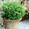 Sprinter® Boxwood -Green Haven Shop buxus sprinter boxwood 1