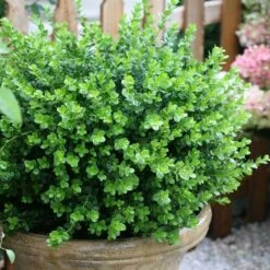 Sprinter® Boxwood -Green Haven Shop buxus sprinter boxwood 2