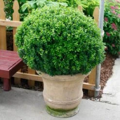 Sprinter® Boxwood -Green Haven Shop buxus sprinter boxwood 4
