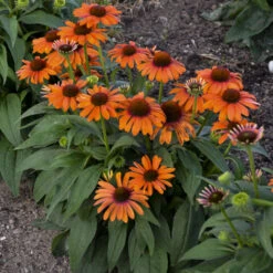 Color Coded™ 'Orange You Awesome' Coneflower 14 Color Coded™ 'Orange You Awesome' Coneflower -Green Haven Shop c54e5321f196c5503f4a0283b86ec6c7