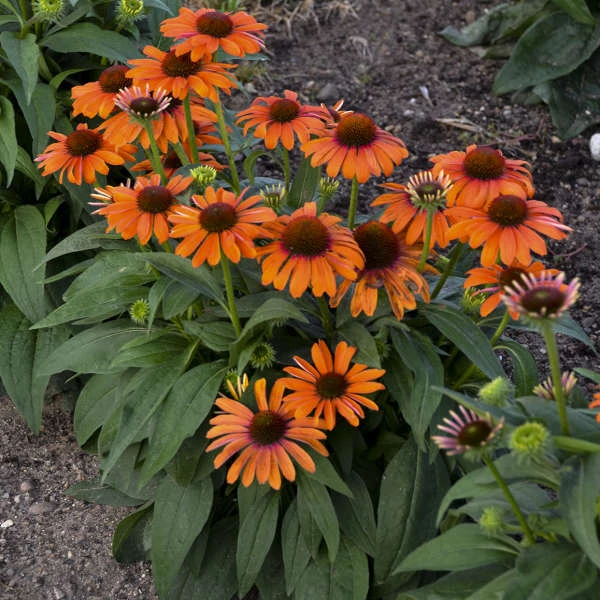 Color Coded™ 'Orange You Awesome' Coneflower 8 Color Coded™ 'Orange You Awesome' Coneflower - Image 6