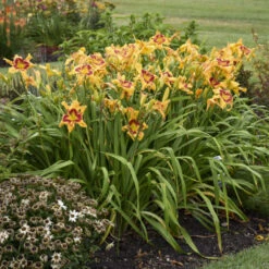 Rainbow Rhythm® 'Tiger Swirl' Daylily -Green Haven Shop ca7538716e1824a1bce7d6e6229ae043