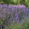 'Hidcote' Lavender -Green Haven Shop ca835650a463bd9b9f92bf4a960d460c