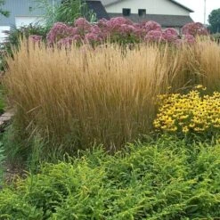 'Karl Foerster' Feather Reed Grass -Green Haven Shop calamagrostis karl foerster feather reed grass 8 sw