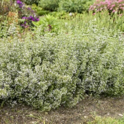 Calamint -Green Haven Shop calamint catmint