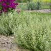 Calamint 1 Calamint -Green Haven Shop calamint catmint 3