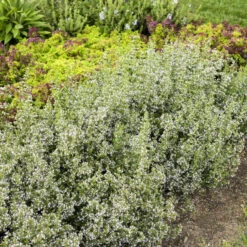Calamint -Green Haven Shop calamint catmint 4