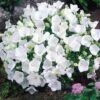 'Rapido White' Bellflower -Green Haven Shop campanula rapido white carpathian harebell 1