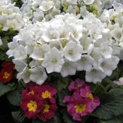 'Rapido White' Bellflower -Green Haven Shop campanula rapido white carpathian harebell 4