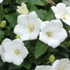 'Rapido White' Bellflower -Green Haven Shop campanula rapido white carpathian harebell 5