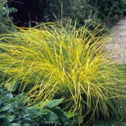 'Bowles Golden' Sedge -Green Haven Shop carex bowles golden 3
