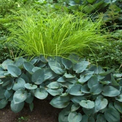 'Bowles Golden' Sedge -Green Haven Shop carex bowles golden 4