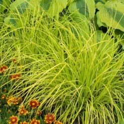 'Bowles Golden' Sedge -Green Haven Shop carex bowles golden 5
