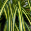 EverColor® 'Eversheen' Sedge 1 EverColor® 'Eversheen' Sedge -Green Haven Shop carex oshimensis eversheen sedge