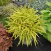 'Banana Boat' Creeping Sedge -Green Haven Shop carex banana boat cjw12