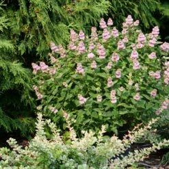 Beyond Pink'd™ Bluebeard -Green Haven Shop caryopteris beyond pinkd 4 sw