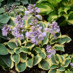 'Mini Skirt' Hosta -Green Haven Shop cd02831323a883976c9dc71c4e164c72