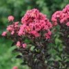 Center Stage® Coral Crapemyrtle -Green Haven Shop center stage coral crapemyrtle 2 sw