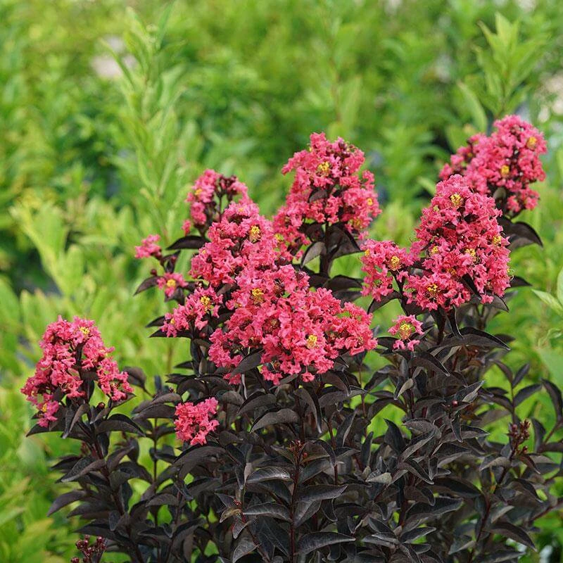Center Stage® Coral Crapemyrtle 5 Center Stage® Coral Crapemyrtle - Image 3
