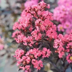 Center Stage® Coral Crapemyrtle 10 Center Stage® Coral Crapemyrtle -Green Haven Shop center stage coral crapemyrtle 4 sw