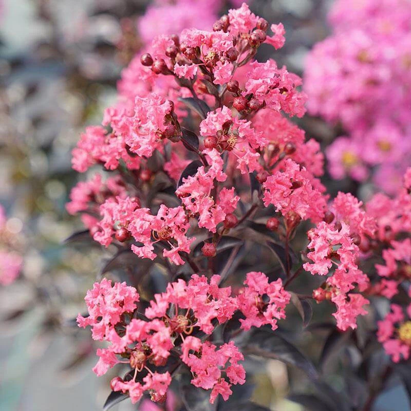 Center Stage® Coral Crapemyrtle 6 Center Stage® Coral Crapemyrtle - Image 4