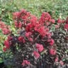 Center Stage® Pink Crapemyrtle -Green Haven Shop center stage pink crapemyrtle 1 sw
