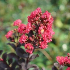 Center Stage® Pink Crapemyrtle -Green Haven Shop center stage pink crapemyrtle 2 sw