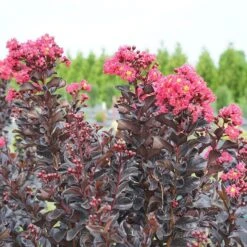 Center Stage® Pink Crapemyrtle -Green Haven Shop center stage pink crapemyrtle 3 sw
