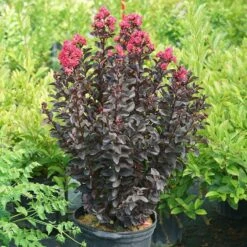 Center Stage® Pink Crapemyrtle -Green Haven Shop center stage pink crapemyrtle 5 sw