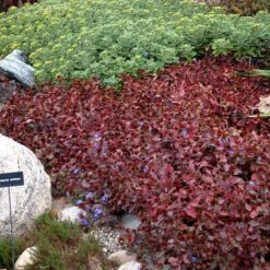 Hardy Plumbago -Green Haven Shop ceratostigma plumbaginoides plumbago 2 sw